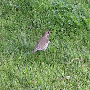 Mistle Thrush