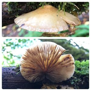 Gallertfleischiges Stummelfüsschen