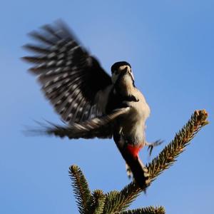 Great Spotted Woodpecker