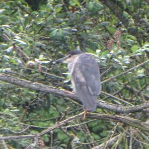 Black-crowned Night-heron