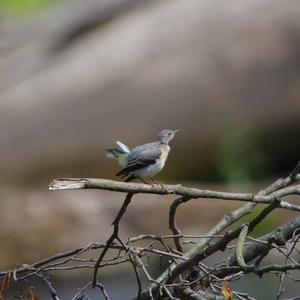 Grey Wagtail