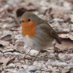 European Robin