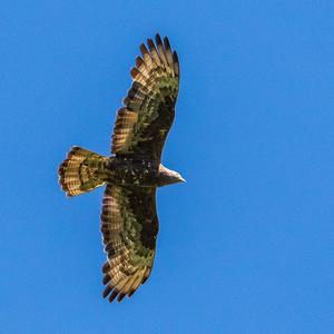 European Honey-buzzard