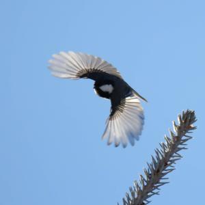 Coal Tit