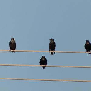 Ashy Starling