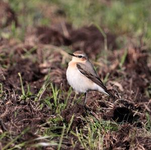 Northern Wheatear