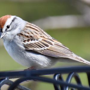 Chipping Sparrow