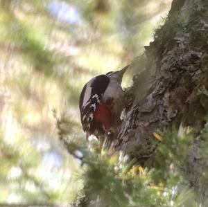 Great Spotted Woodpecker