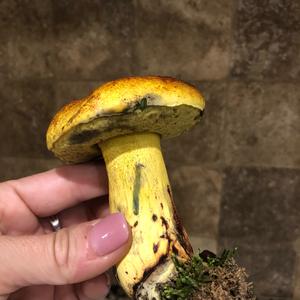 Bluing Bolete