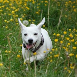 Russell Terrier