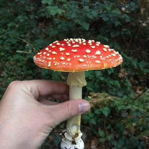 Fly Agaric