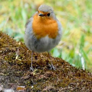 European Robin