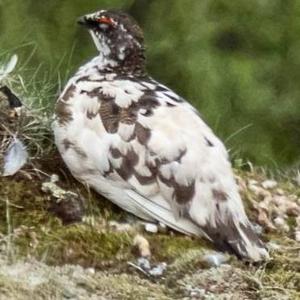 Alpenschneehuhn