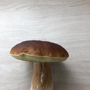 King Bolete