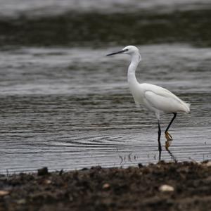 Little Egret