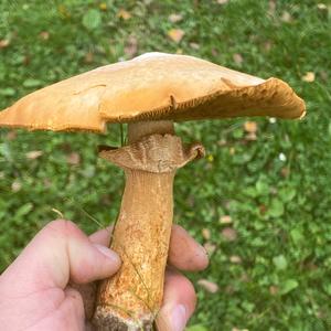 Golden False Pholiota