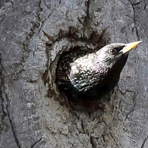 Common Starling