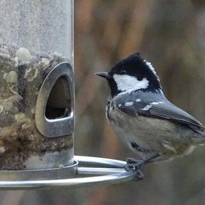 Coal Tit