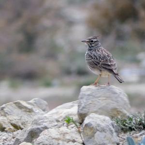 Thekla Lark