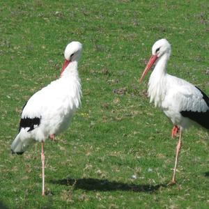 White Stork