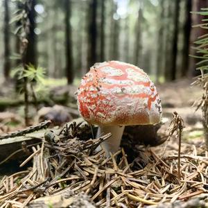 Fly Agaric