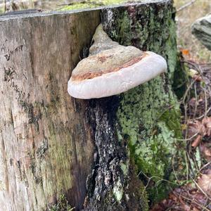 Tinder Polypore