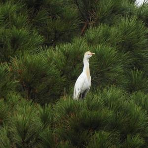 Cattle Egret