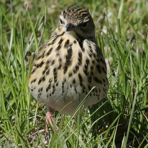 Tree Pipit