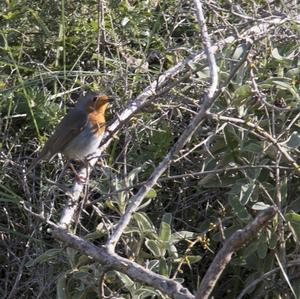 European Robin