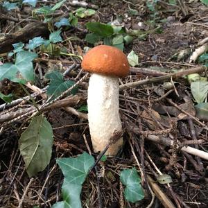 Orange Birch Bolete