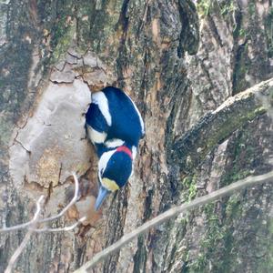 Great Spotted Woodpecker