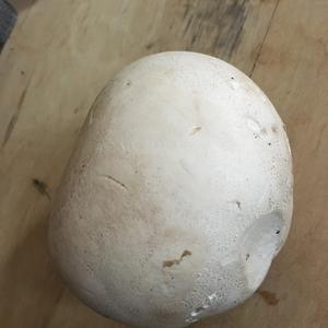 Giant Puffball