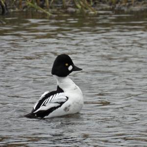 Common Goldeneye