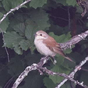 Red-backed Shrike