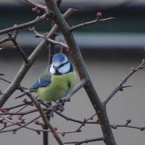 Blue Tit