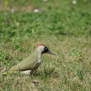 Eurasian Green Woodpecker