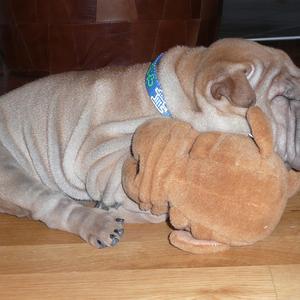 Chinese Shar-Pei