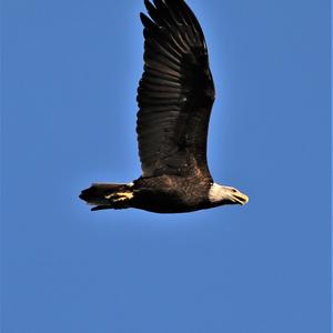 Weißkopfseeadler