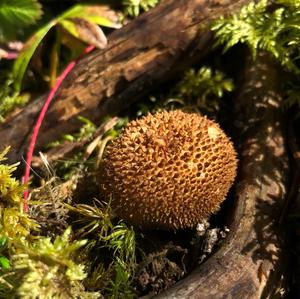 Brown Puffball