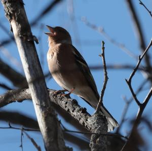 Eurasian Chaffinch