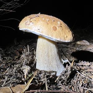 King Bolete