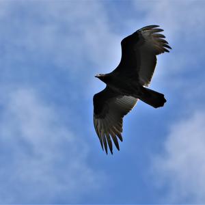 Black Vulture