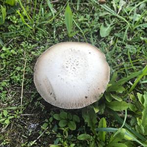 Spring Agaric