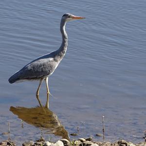 Grey Heron