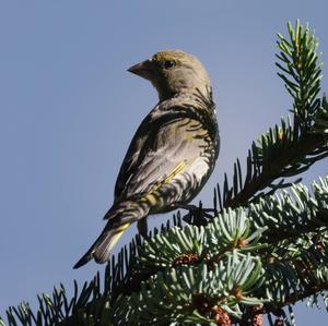 European Greenfinch