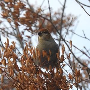 Pine Grosbeak