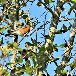 American Robin