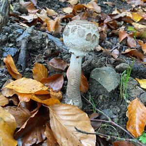 Shaggy Parasol