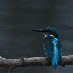 Common Kingfisher