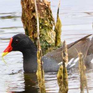 Common Moorhen